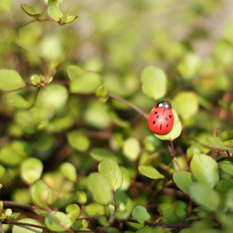 100pcs 자기 접착식 미니 냉장고 스티커 미니 무당 - Art Craft Ladybug 리뷰 및 가격
